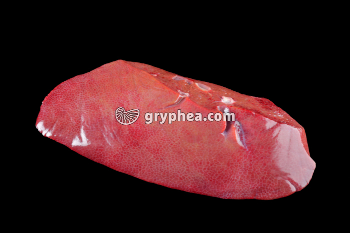 Foie de Porc montrant la lobulation - gryphea.org